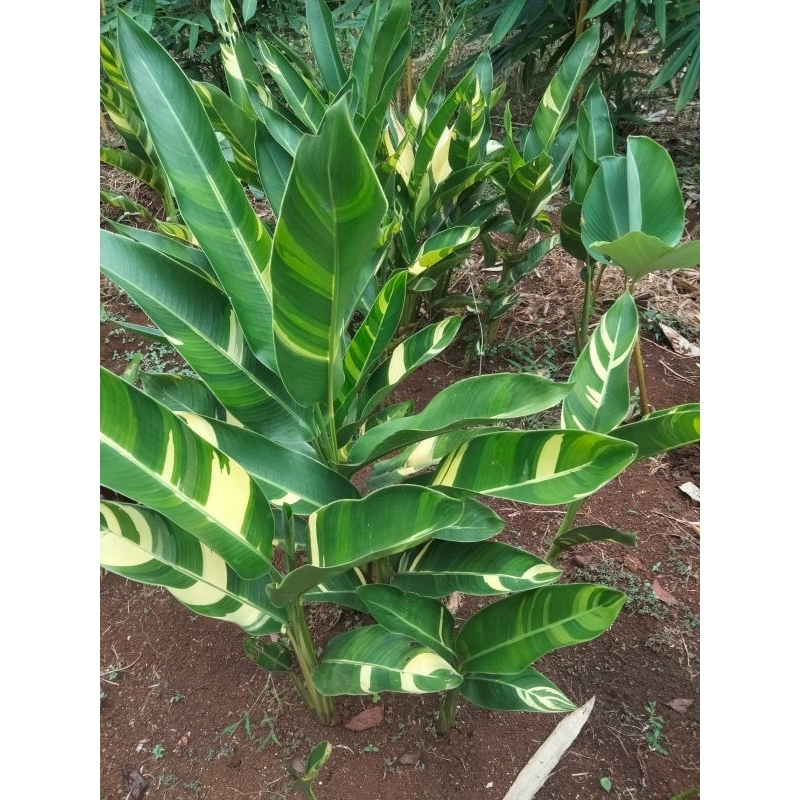 Tanaman Hias Pisangan Bunga Heloconia Varigata Bunga Kuning