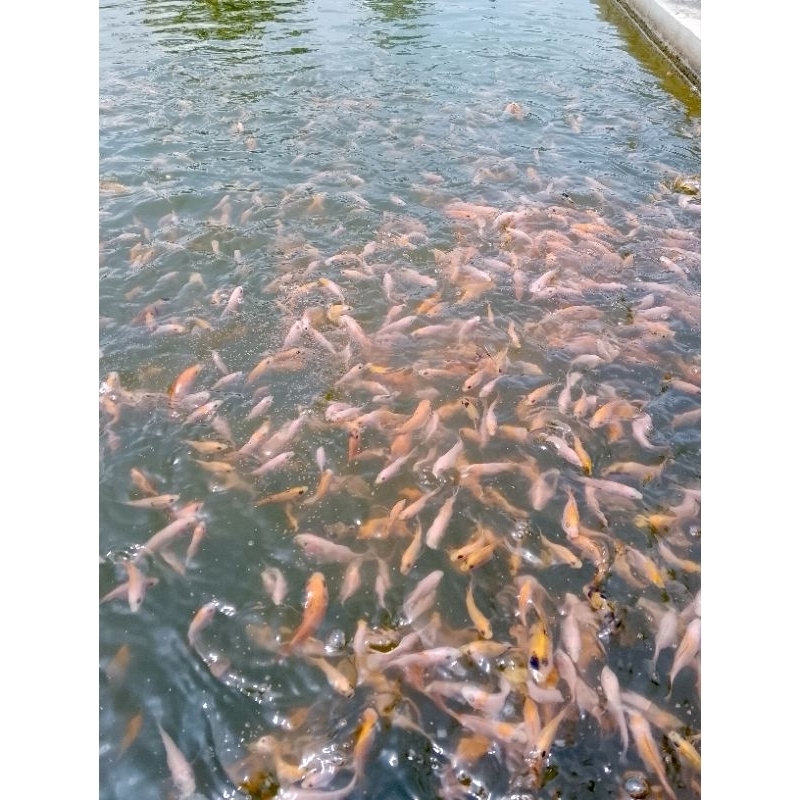 ( Bonus Pelet) Bibit Ikan Nila Bangkok ukuran 2 - 3 cm