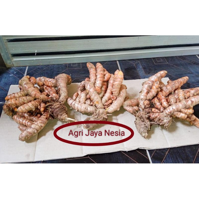 

kunyit/ kunir kuning segar fresh kualitas terbaik