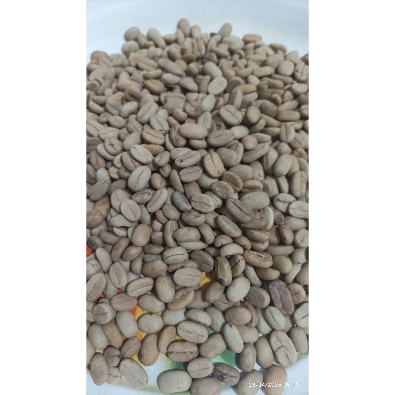 50biji benih / Bibit kopi Ateng Super / kopi Arabika