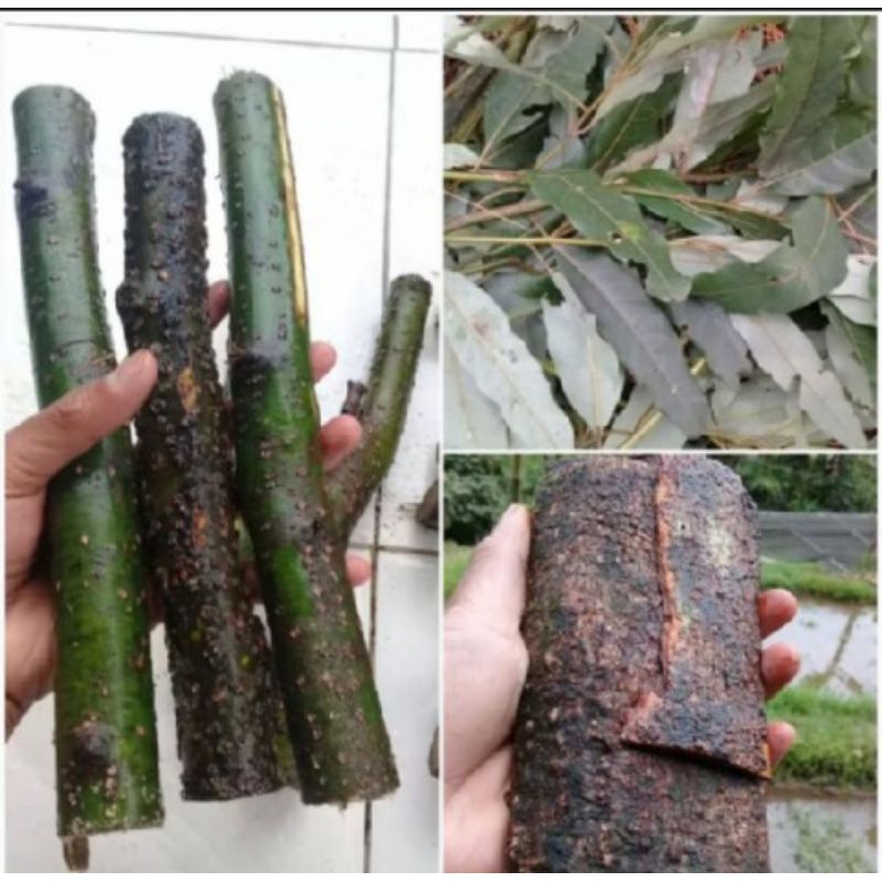 

satu paket Batang 30 cm,kulit dan daun kayu lemo segar