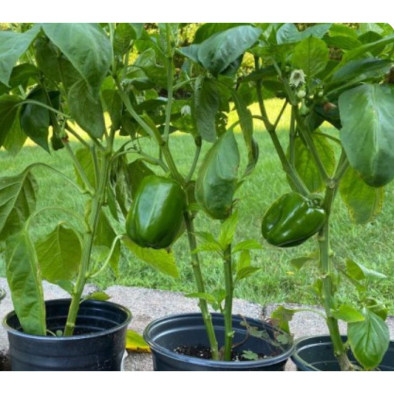TANAMAN PAPRIKA tanaman hidup