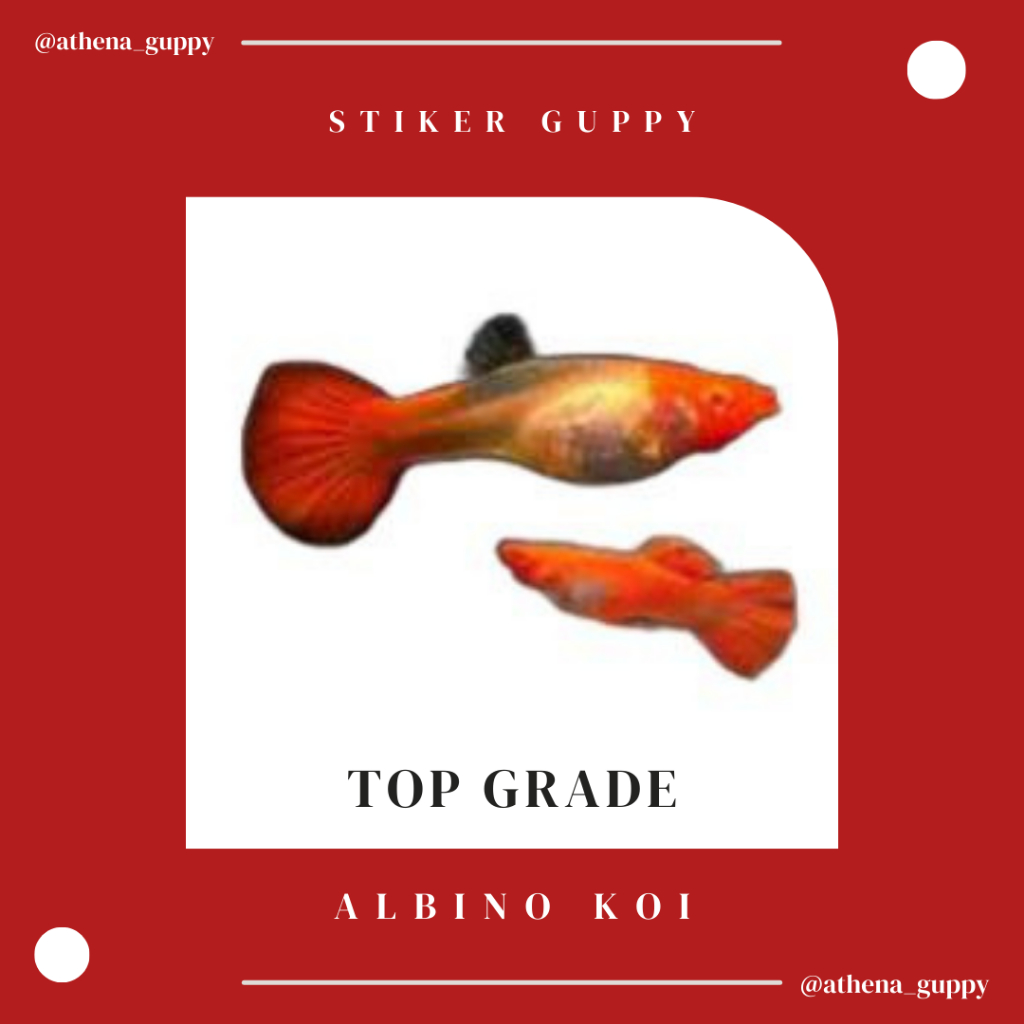 Stiker Guppy Betina Albino Koi red ear