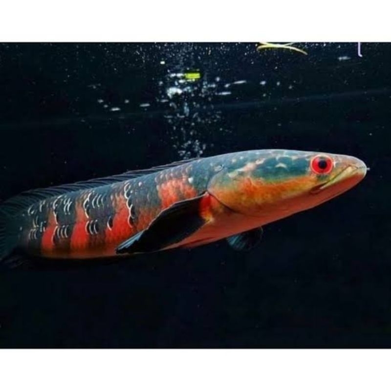 BABY CHANNA RED BARITO UKURAN 3-5CM SORTIRAN