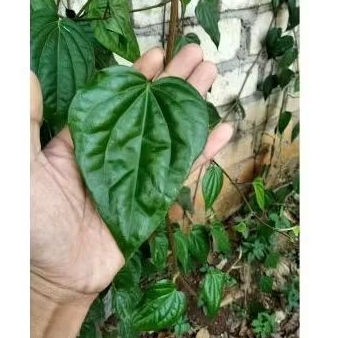 

Daun sirih Fresh 100 Lembar