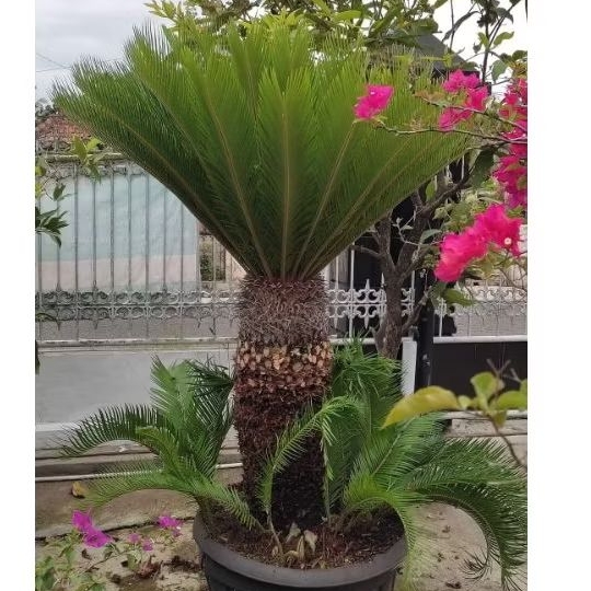 Sikas tanaman Hias / 3-4 daun dari indukan jumbo