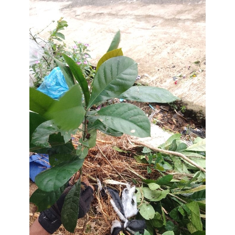 

benih bibit kopi robusta siap tanam