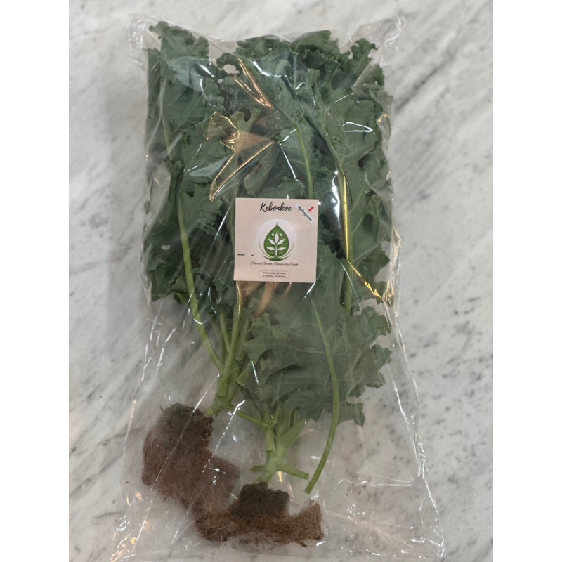 

Curly Kale Sayuran Hydroponic Greenhouse per 250g
