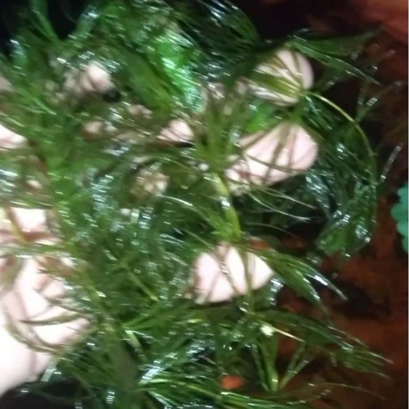 HIASAN AQUARIUM TUMBUHAN AIR EKOR TUPAI