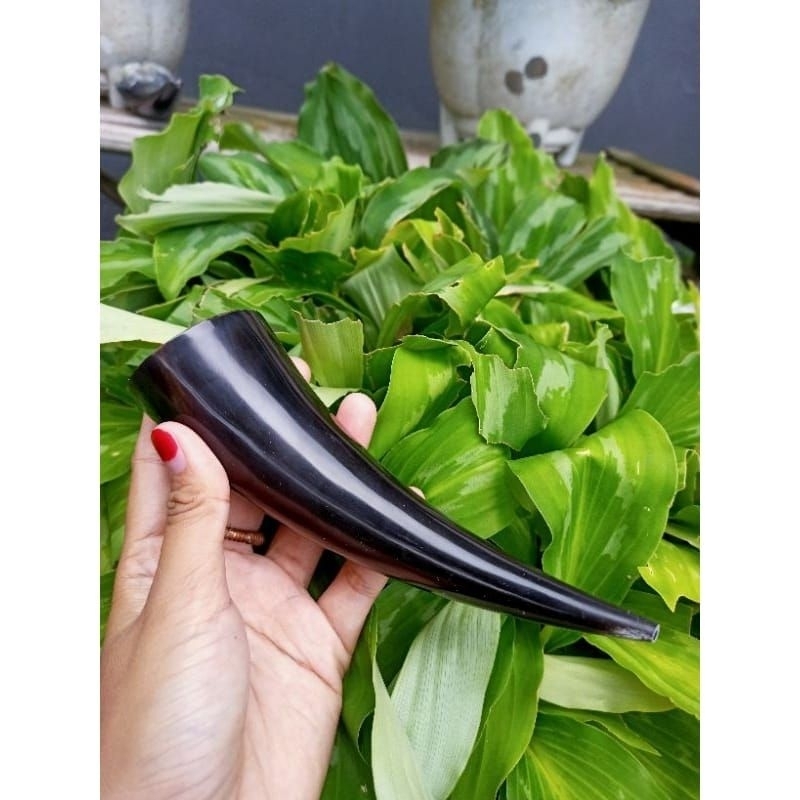 ONCE TANDUK KERBAU JUMBO SLEBEW