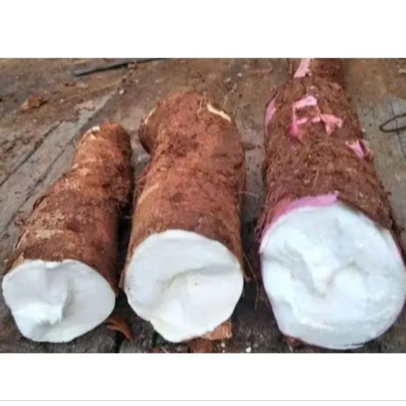 

singkong pulen/singkong premas 1kg