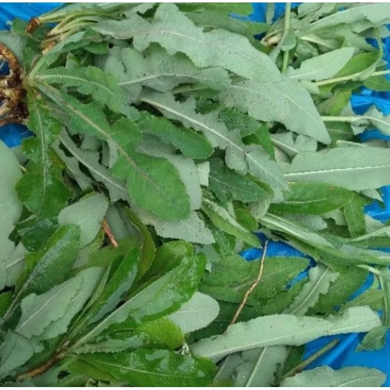 

Daun Tempuyung segar paket 1kg