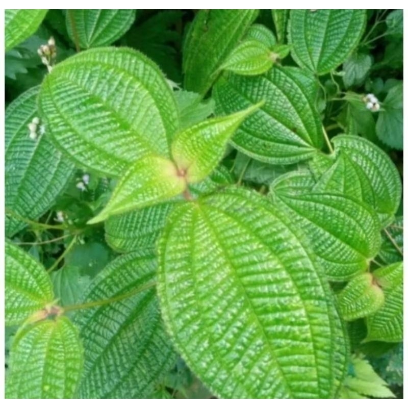 

daun harendong segar 1 kg