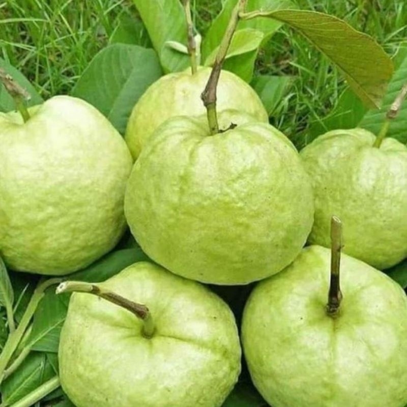 

Jambu Kristal Purworejo 1KG Segar Fresh