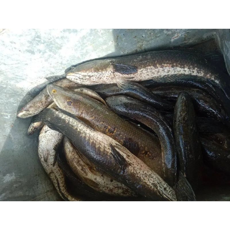 

Ikan gabus segar Ikan kutuk fresh segar 1kg