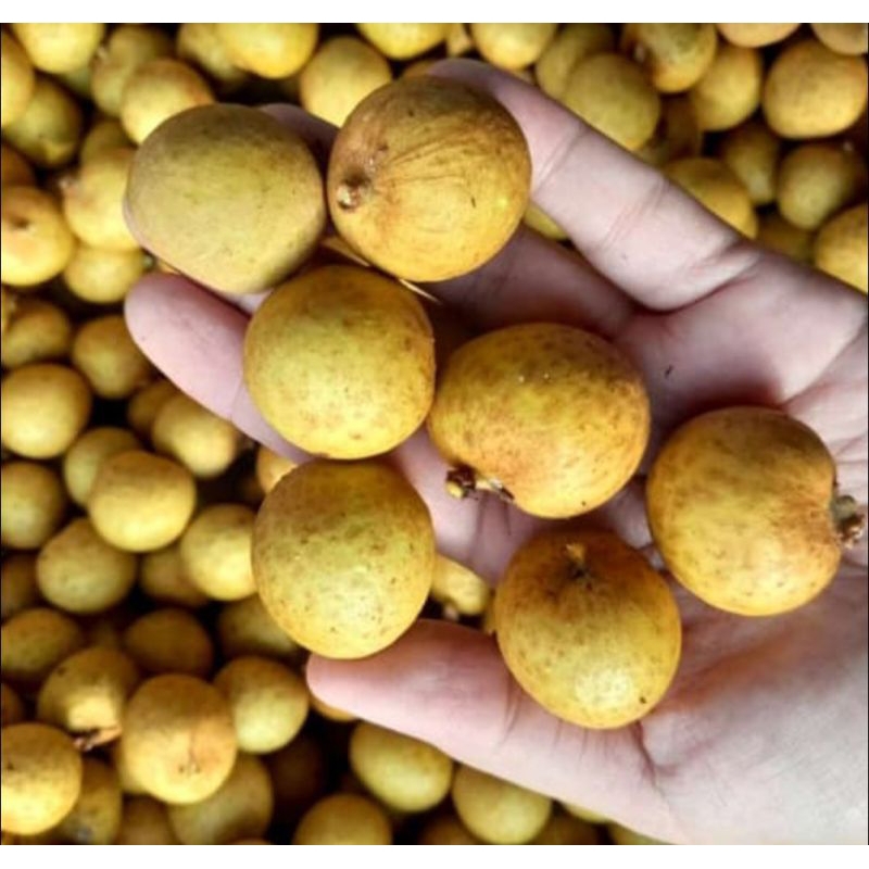 

Kelengkeng 1 kg