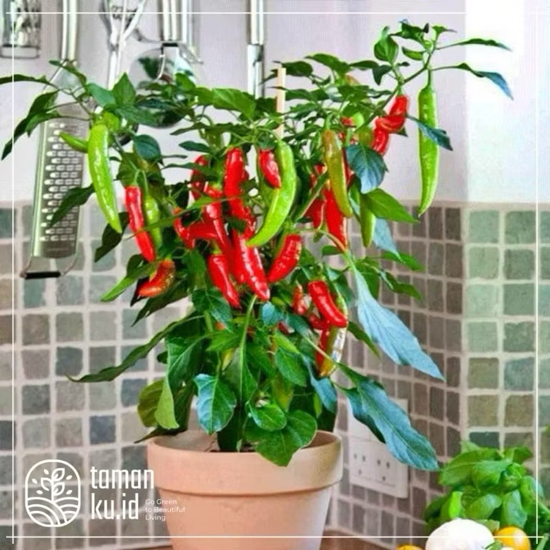 Tanaman Cabe Rawit Murah Bibit Cabe Rawit Lombok