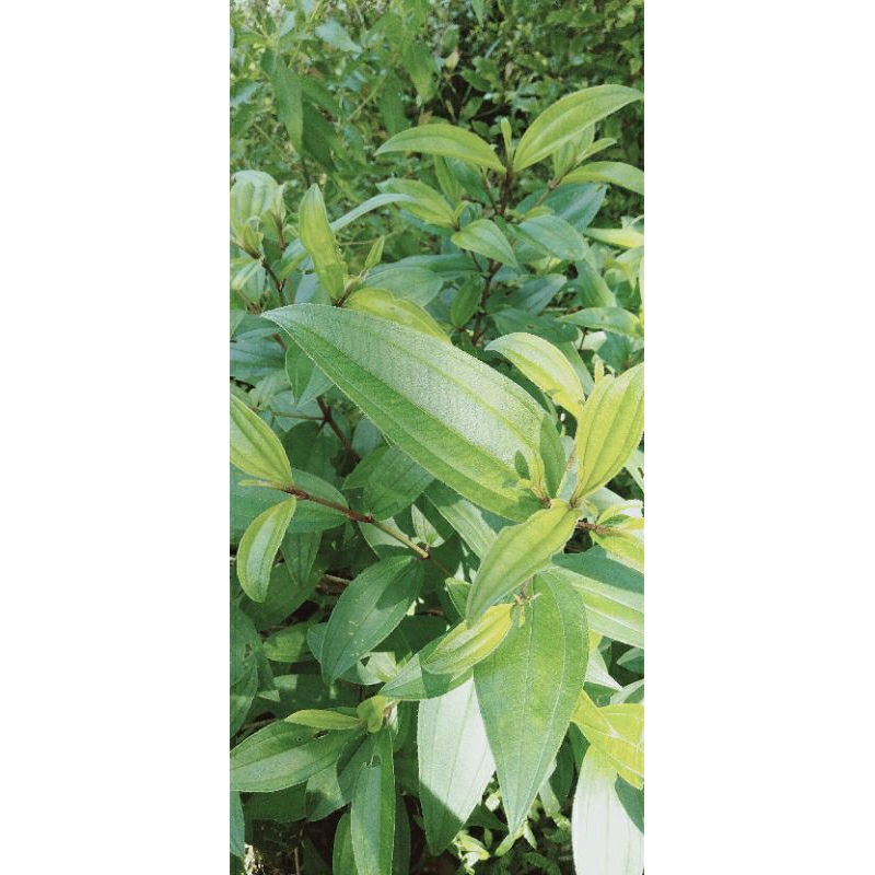 

DAUN SENGGANI SEGAR (FRESS)