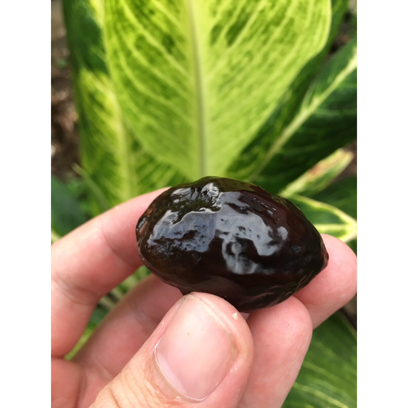 Muncang/kemiri adu jayanti ori