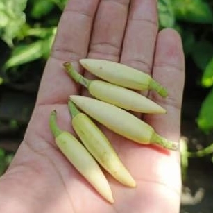 

Bunga kantil per 5 pcs Bunga kantil segar di petik secara langsung dari pohon saat pemesanan