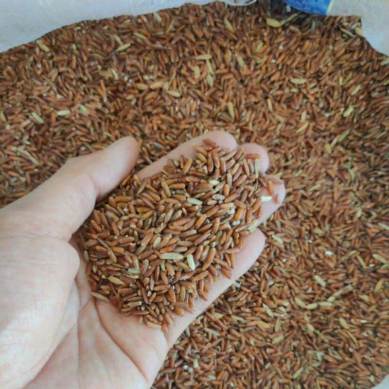 BERAS MERAH UNTUK TERNAK AYAM, BEBEK