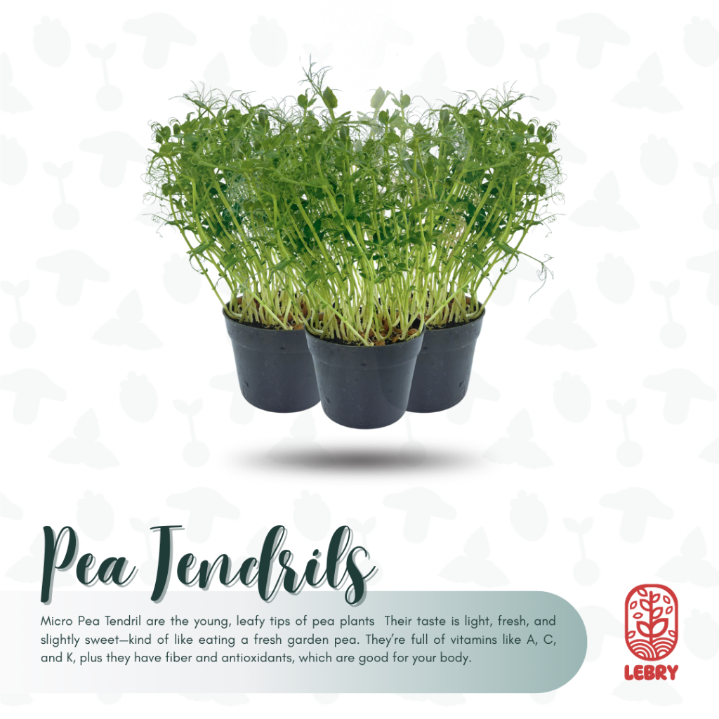 

Lebry Microgreens - Pea Tendril (20 Grams/ 1 Pot)