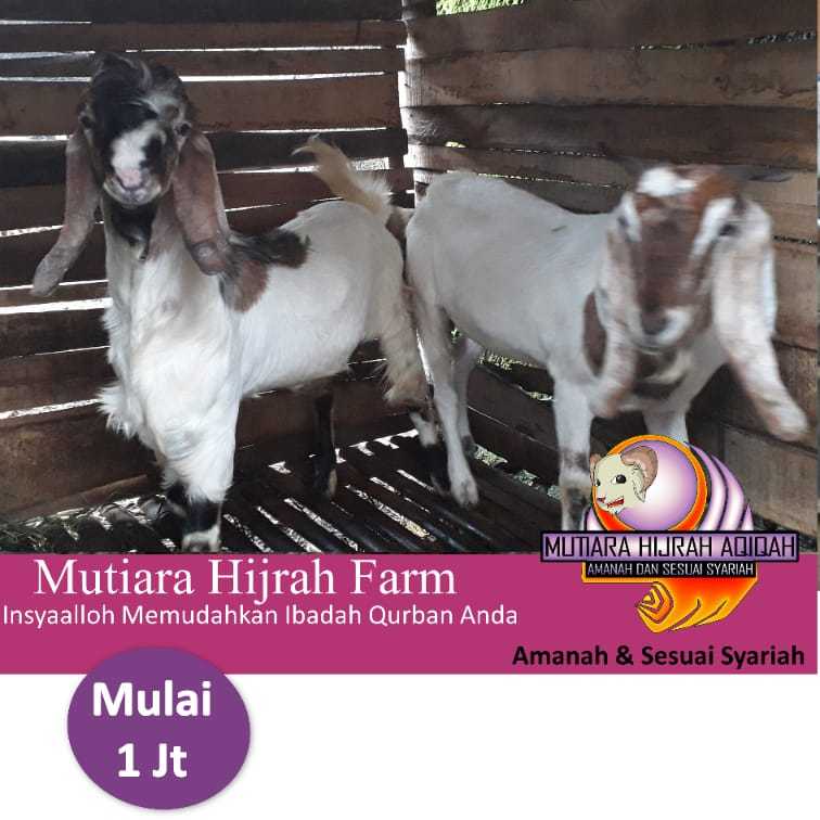 PUSAT HEWAN QURBAN - KAMBING QURBAN DOMBA QURBAN BTN