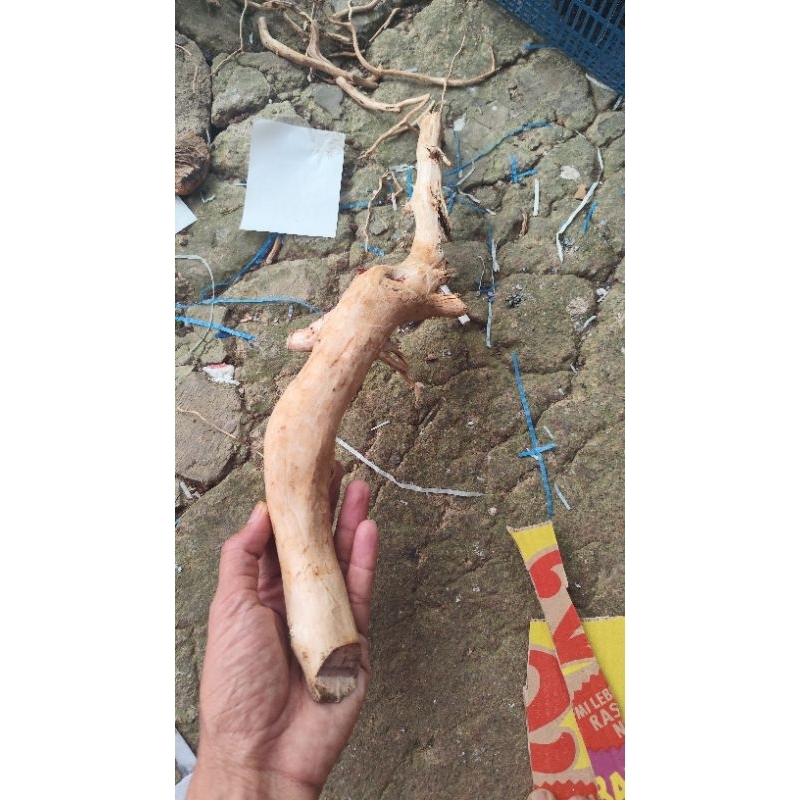 bonggol akar rasamala size m aquascape aquarium