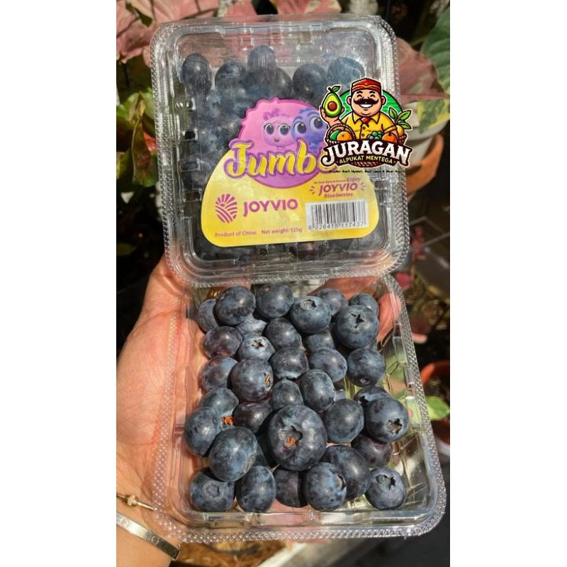 

Blueberry Import Fresh / Buah Blueberry Segar
