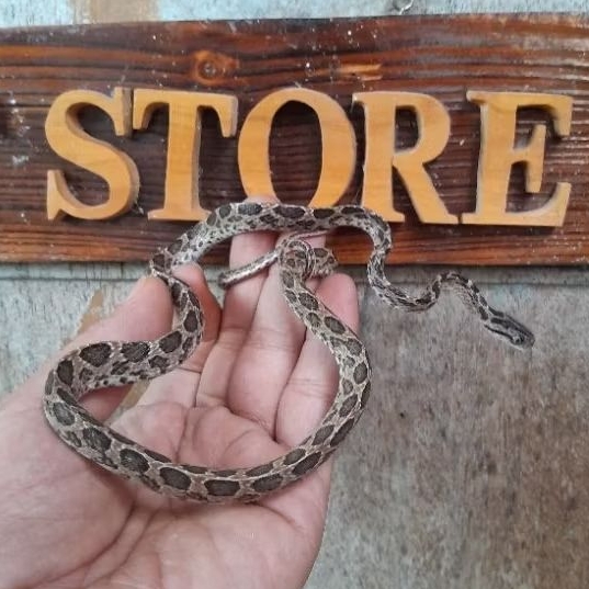 Mainan Boiga Multomaculata