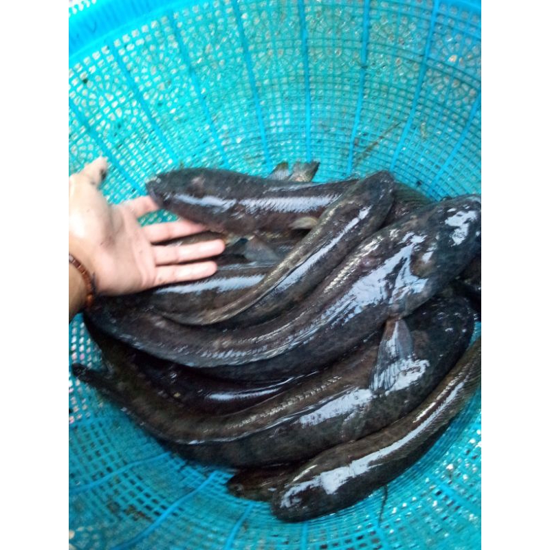 

jual ikan gabus
