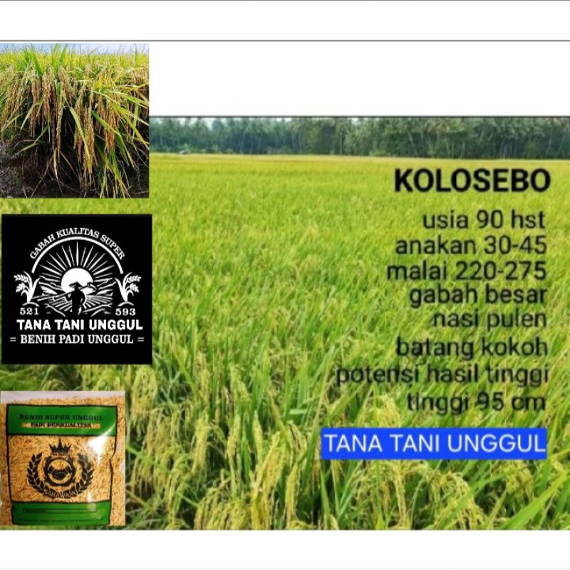 BENIH BIBIT PADI KOLOSEBO KUALITAS UNGGUL 1KG