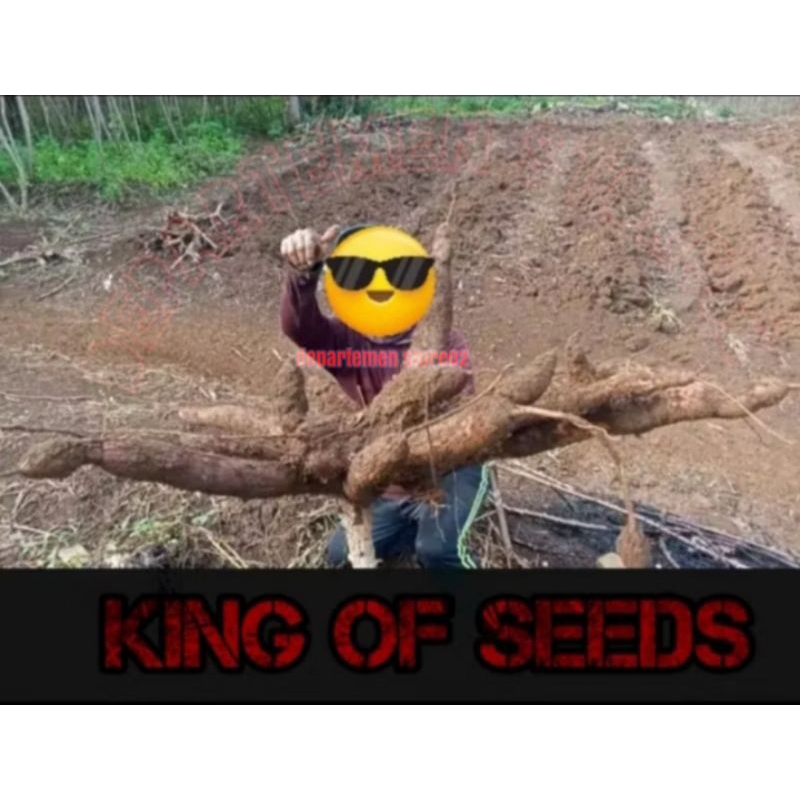 Berkahbaroka28 10 Batang Bibit Pohon Singkong Merah Manehot 100%