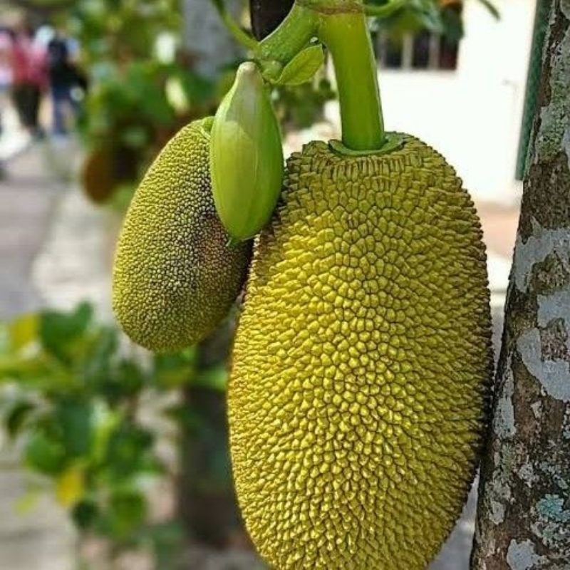 

Nangka Muda / nangka sayur / gori mentah per 1.5kg