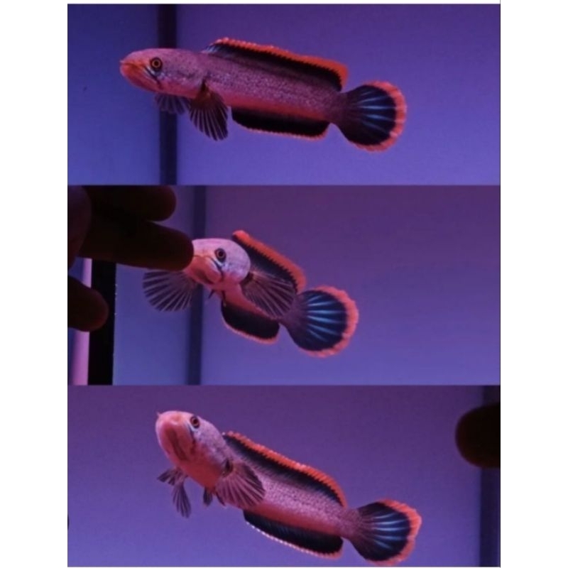 Limbata lawu rim merah spek kontes size 10cm