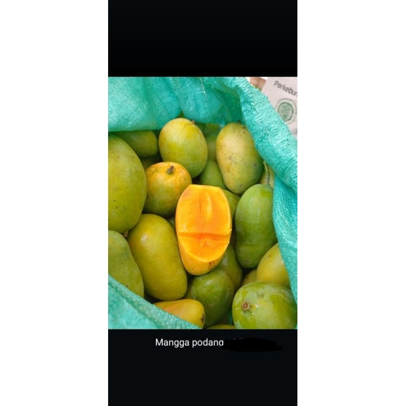 

mangga podang