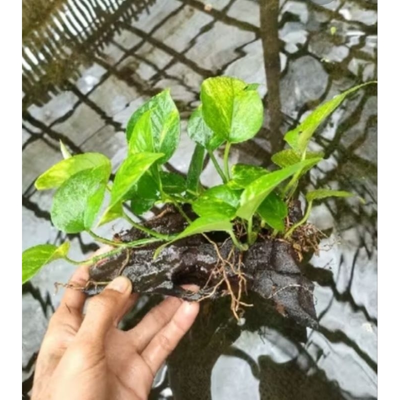 sirih gading media kayu rentek aquarium vivarium paludarium