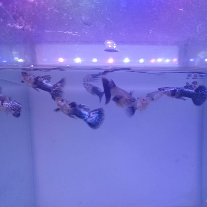 guppy purple_dragon