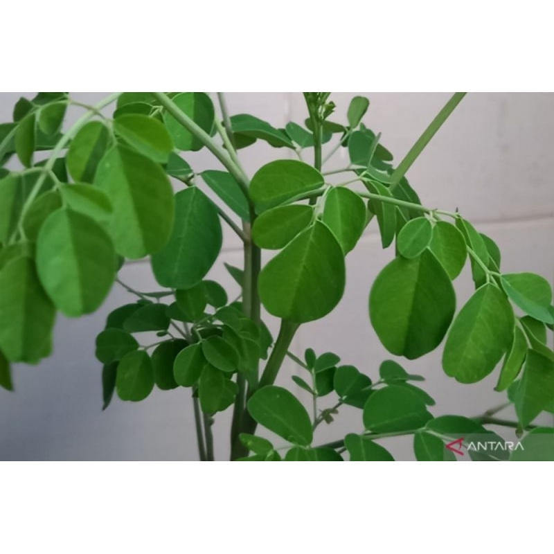 

MURAH!!! 250 GRAM DAUN KELOR HERBAL