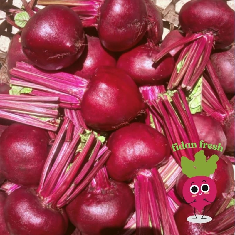 

Buah Bit Fresh 1Kg dari kebun sendiri