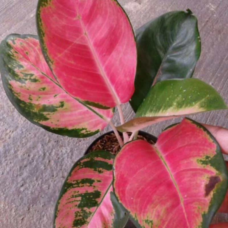 aglonema red kocin - tanaman hias aglonema red kocin