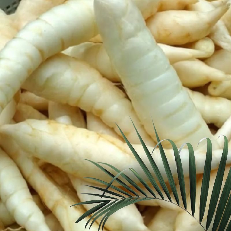 

umbi Garut,terigu segar 500gr fres