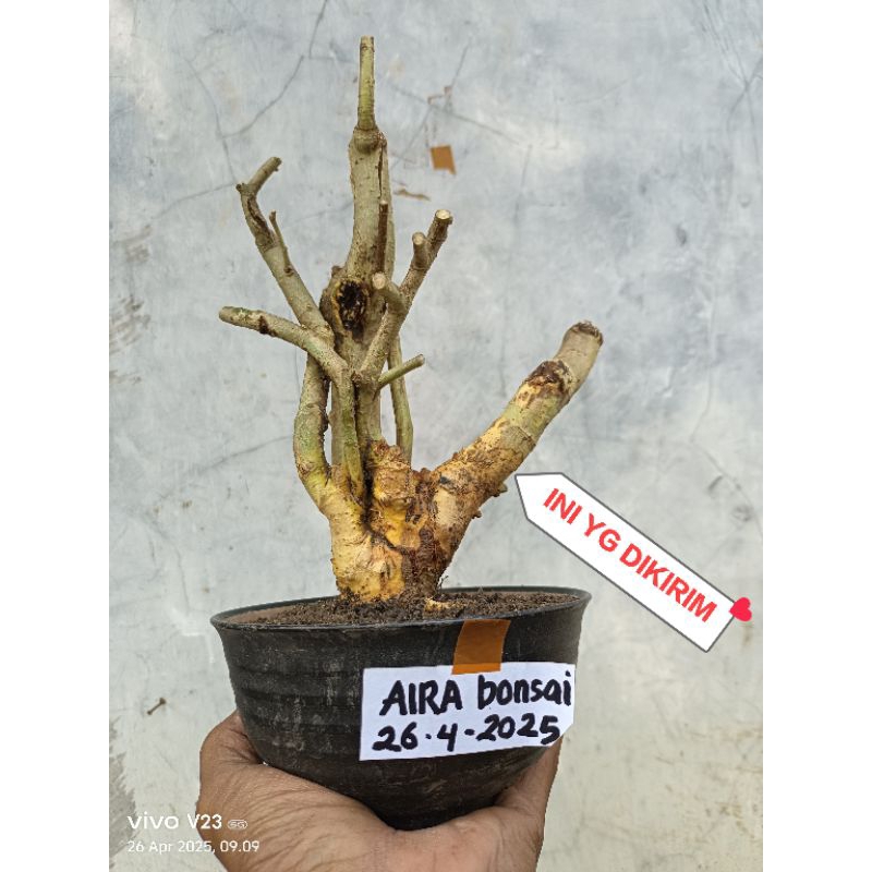 bahan bonsai serut  dongkelan