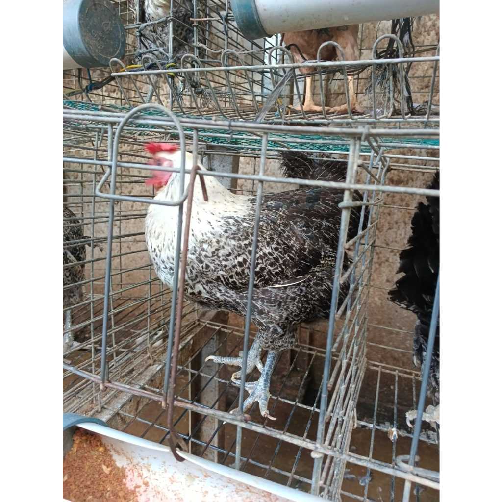 Ayam Kampung Arab Betina (Petelur)