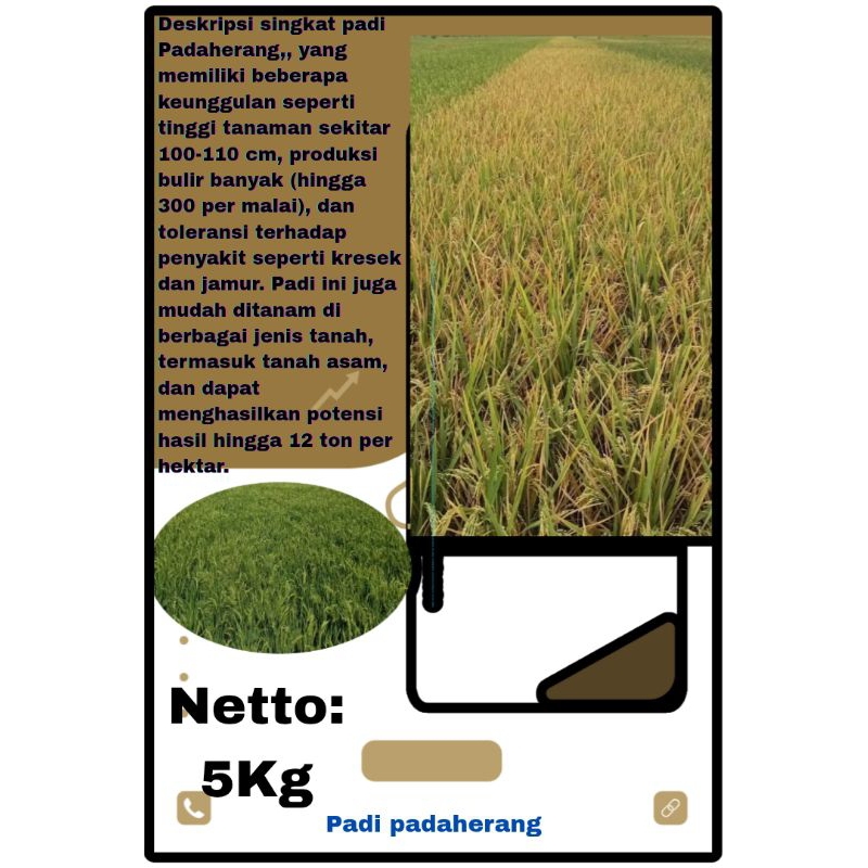Benih padi padaherang