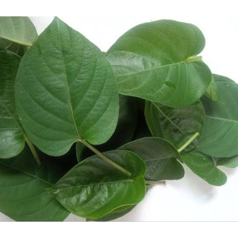 

Daun sembukan daun simbukan daun kentutan segar 100 lembar pilihan