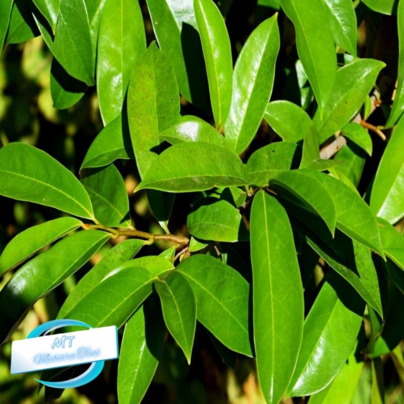 

daun sirsak segar obat herbal alami 100 lembar