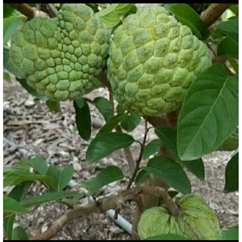 

buah srikaya atau buah nona