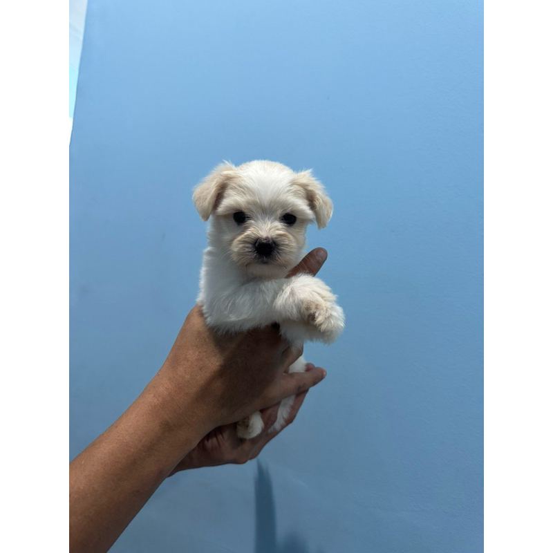 Anak Anjing Maltipo (Maltese Poodle) Jantan