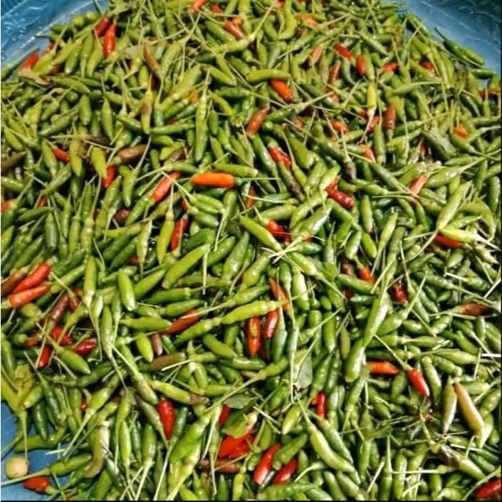 

COD 1 kg Cabai Rawit Segar / Cabe Rawit Segar alami / COD 1 kg Fresh Cayenne Pepper
